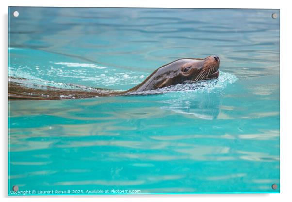 Sea Lion swimming in water. Photography taken in France Acrylic by Laurent Renault