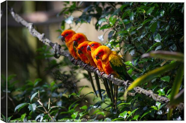Group of aligned Sun parakeets or sun conure. Photography taken  Canvas Print by Laurent Renault