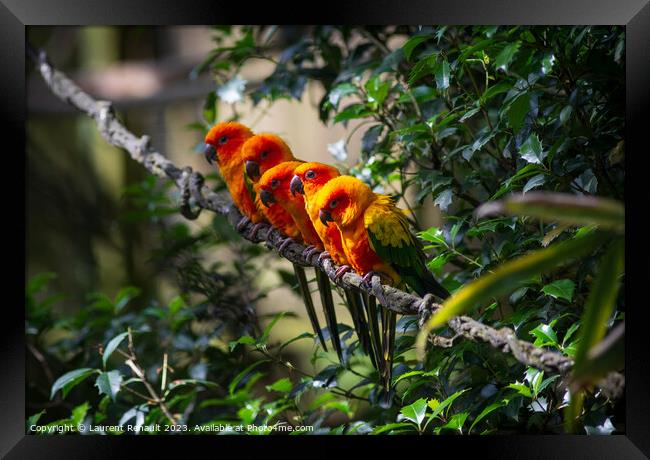 Group of aligned Sun parakeets or sun conure. Photography taken  Framed Print by Laurent Renault