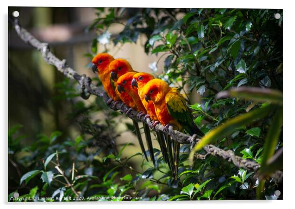 Group of aligned Sun parakeets or sun conure. Photography taken  Acrylic by Laurent Renault