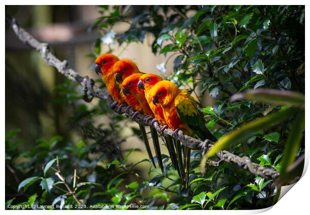 Group of aligned Sun parakeets or sun conure. Photography taken  Print by Laurent Renault
