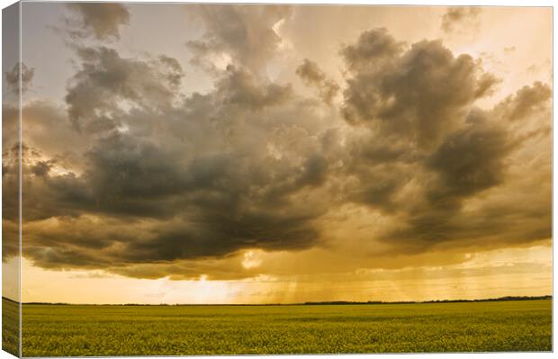 blooming canola field with cumulonimbus cloud in the sky Canvas Print by Dave Reede