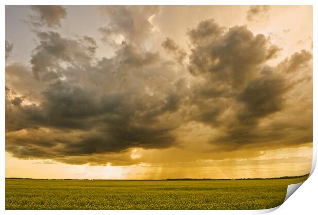 blooming canola field with cumulonimbus cloud in the sky Print by Dave Reede