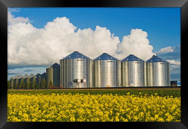 bloom stage canola with grain bins Framed Print by Dave Reede