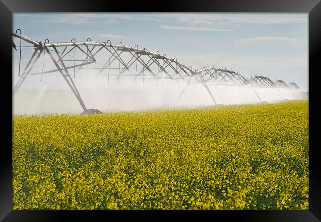 a center pivot irrigation system irrigates bloom stage canola Framed Print by Dave Reede