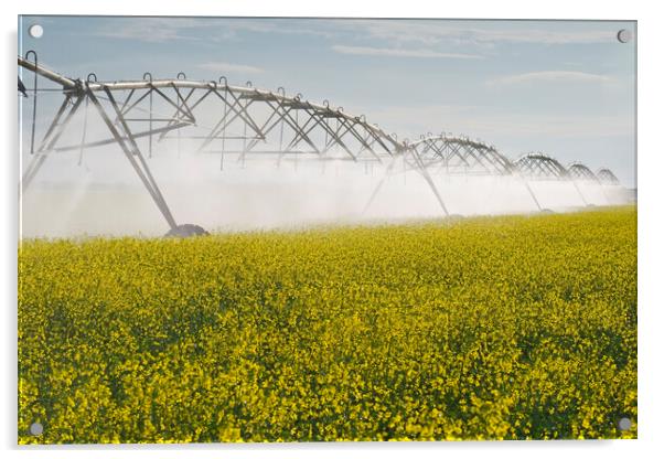a center pivot irrigation system irrigates bloom stage canola Acrylic by Dave Reede