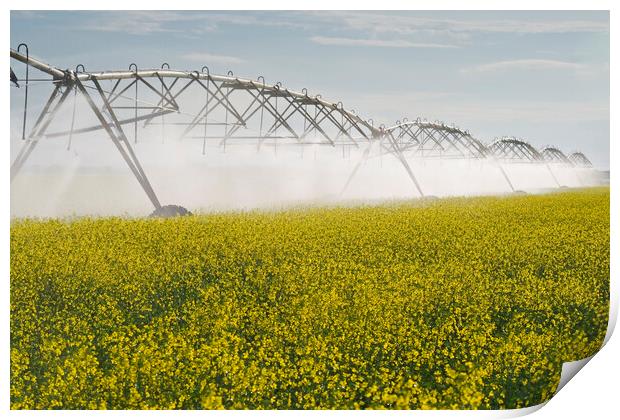 a center pivot irrigation system irrigates bloom stage canola Print by Dave Reede