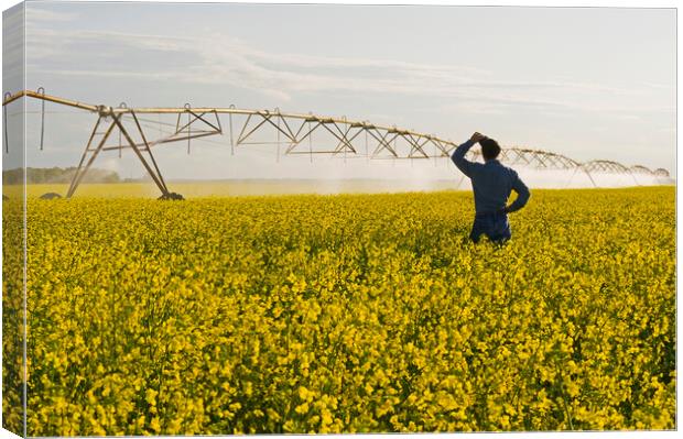 a center pivot irrigation system irrigates bloom stage canola Canvas Print by Dave Reede