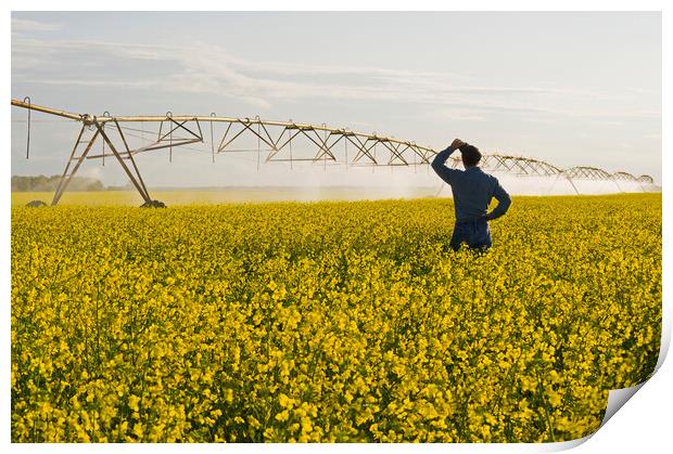 a center pivot irrigation system irrigates bloom stage canola Print by Dave Reede