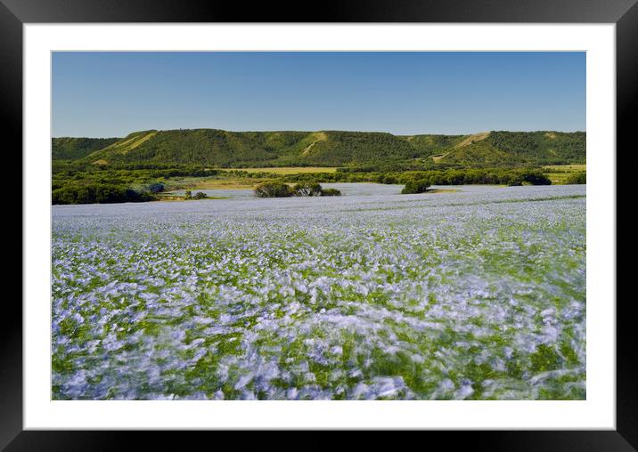 wind-blown flax Framed Mounted Print by Dave Reede