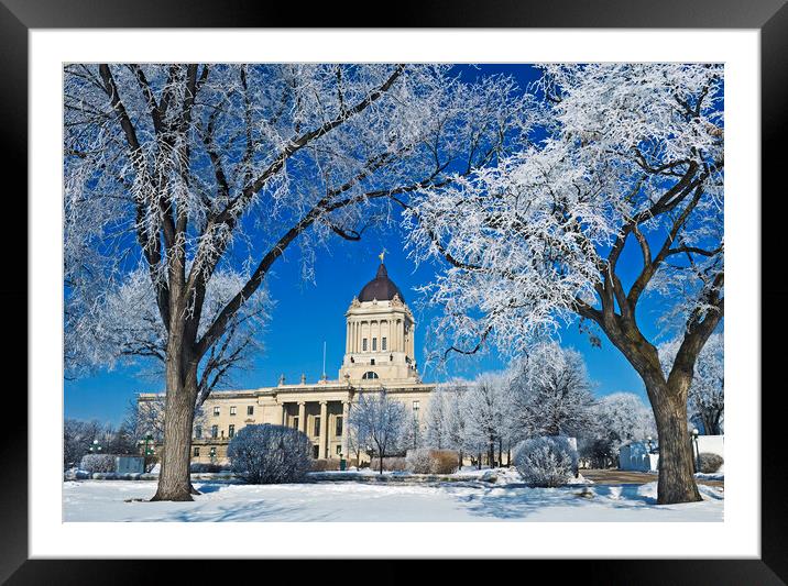 hoarfrost on trees with Manitoba Legislative Building in the background Framed Mounted Print by Dave Reede