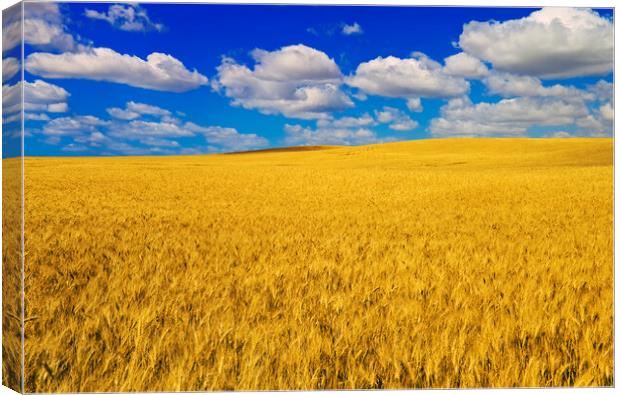a harvest ready durum wheat field Canvas Print by Dave Reede