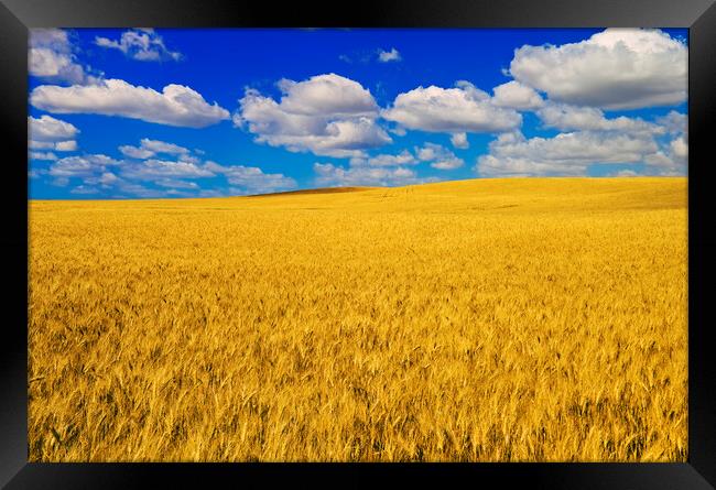 a harvest ready durum wheat field Framed Print by Dave Reede