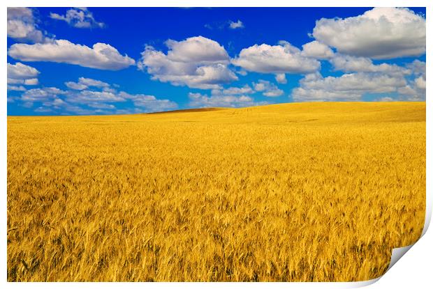 a harvest ready durum wheat field Print by Dave Reede