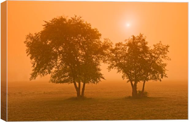 Trees in the Mist Canvas Print by Dave Reede