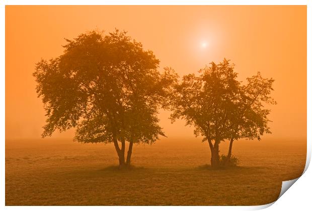 Trees in the Mist Print by Dave Reede