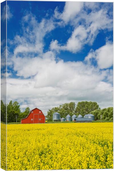 canola field with red barn and grain bins Canvas Print by Dave Reede