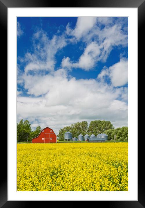 canola field with red barn and grain bins Framed Mounted Print by Dave Reede