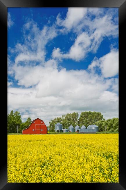 canola field with red barn and grain bins Framed Print by Dave Reede