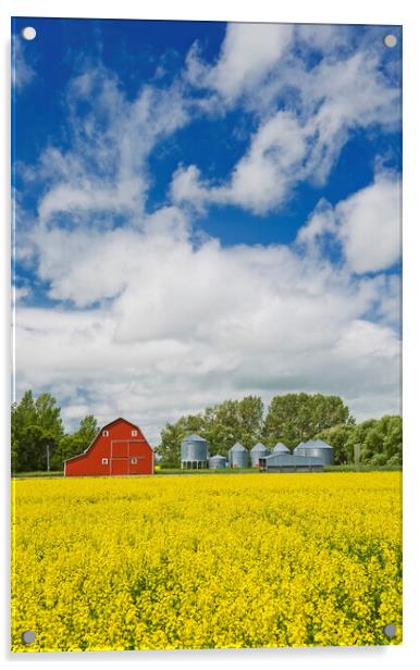 canola field with red barn and grain bins Acrylic by Dave Reede