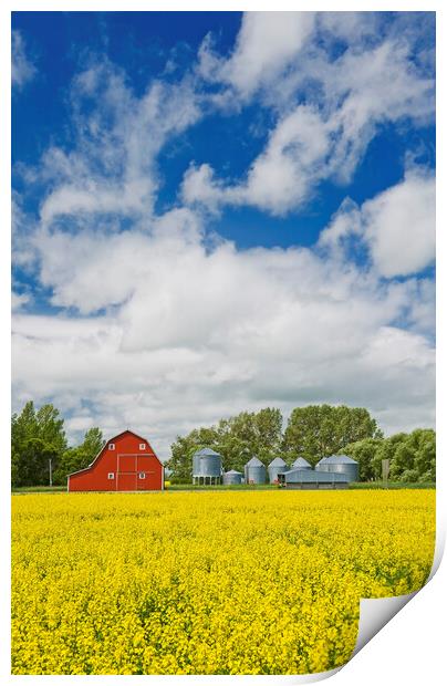 canola field with red barn and grain bins Print by Dave Reede