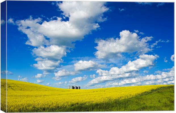 bloom stage canola with grain bins(silos) in the background Canvas Print by Dave Reede