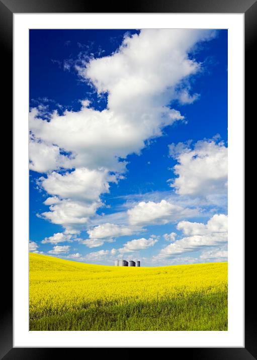 bloom stage canola with grain bins in the background Framed Mounted Print by Dave Reede