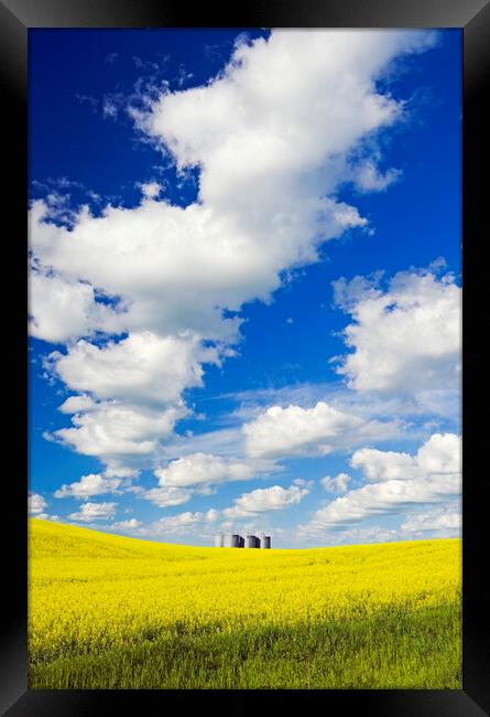 bloom stage canola with grain bins in the background Framed Print by Dave Reede