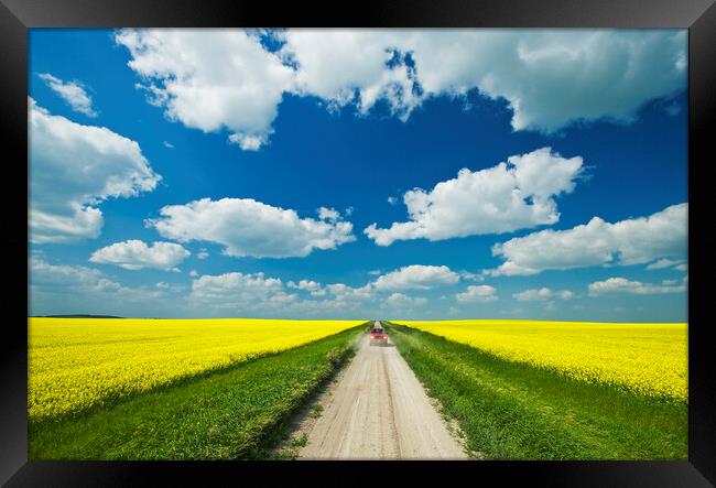 road through farmland with canola on both sides Framed Print by Dave Reede