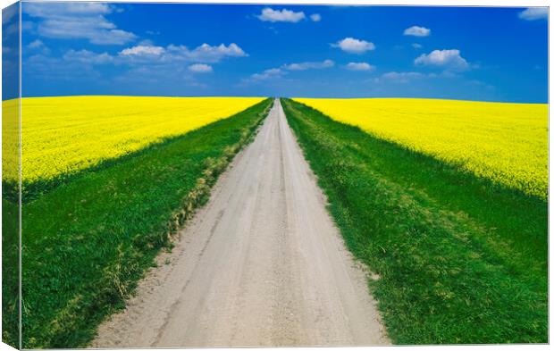 road through farmland with blooming canola Canvas Print by Dave Reede