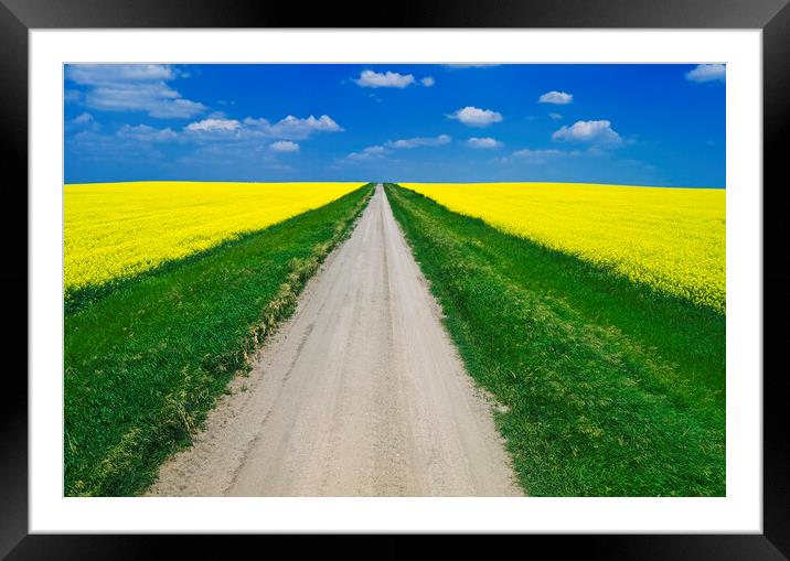 road through farmland with blooming canola Framed Mounted Print by Dave Reede