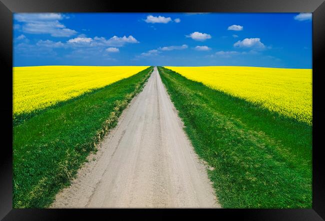 road through farmland with blooming canola Framed Print by Dave Reede
