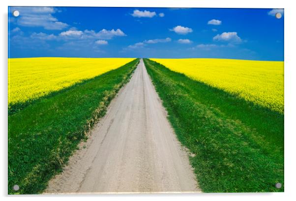road through farmland with blooming canola Acrylic by Dave Reede