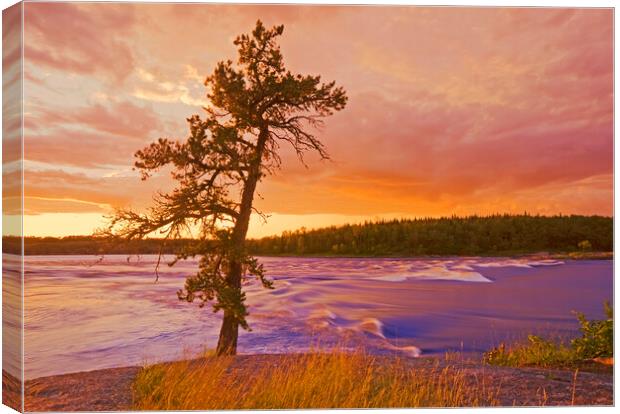 lone pine tree, Sturgeon Falls Canvas Print by Dave Reede
