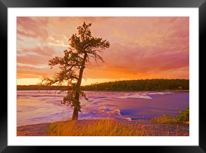 lone pine tree, Sturgeon Falls Framed Mounted Print by Dave Reede