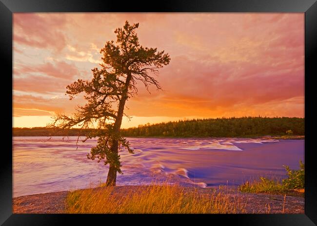 lone pine tree, Sturgeon Falls Framed Print by Dave Reede