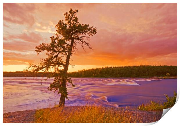 lone pine tree, Sturgeon Falls Print by Dave Reede
