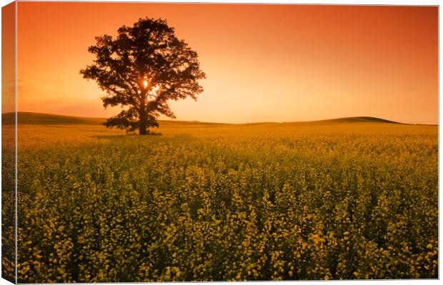 lone oak tree Canvas Print by Dave Reede