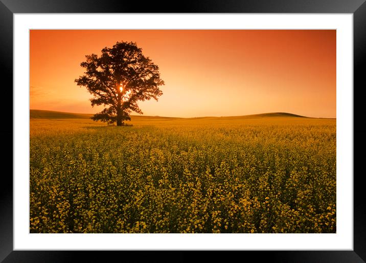 lone oak tree Framed Mounted Print by Dave Reede