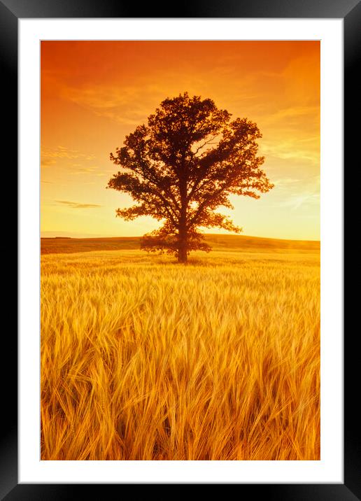 oak tree in barley field Framed Mounted Print by Dave Reede