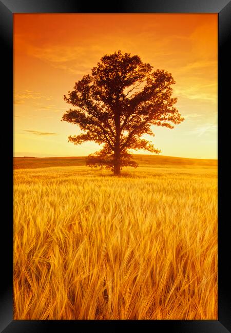 oak tree in barley field Framed Print by Dave Reede
