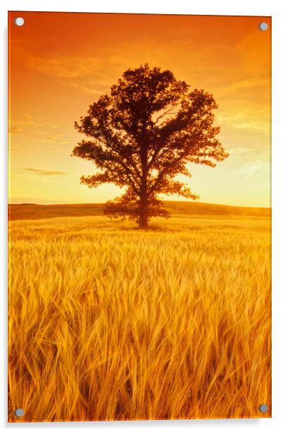 oak tree in barley field Acrylic by Dave Reede
