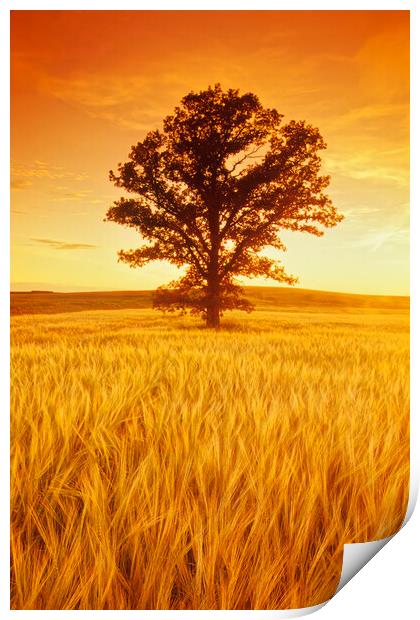 oak tree in barley field Print by Dave Reede