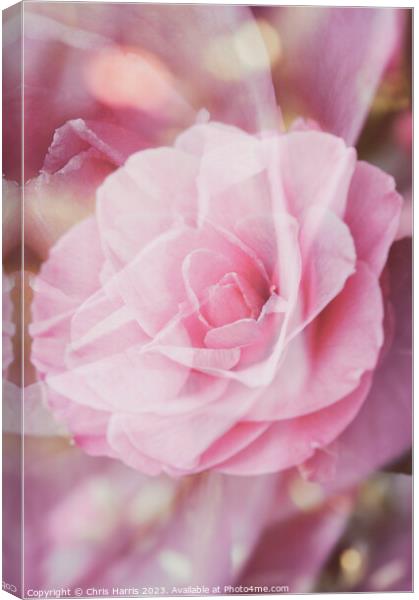 Dreaming Camellia Canvas Print by Chris Harris