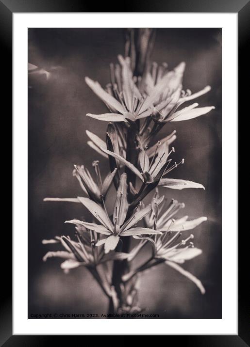 Camassia Framed Mounted Print by Chris Harris