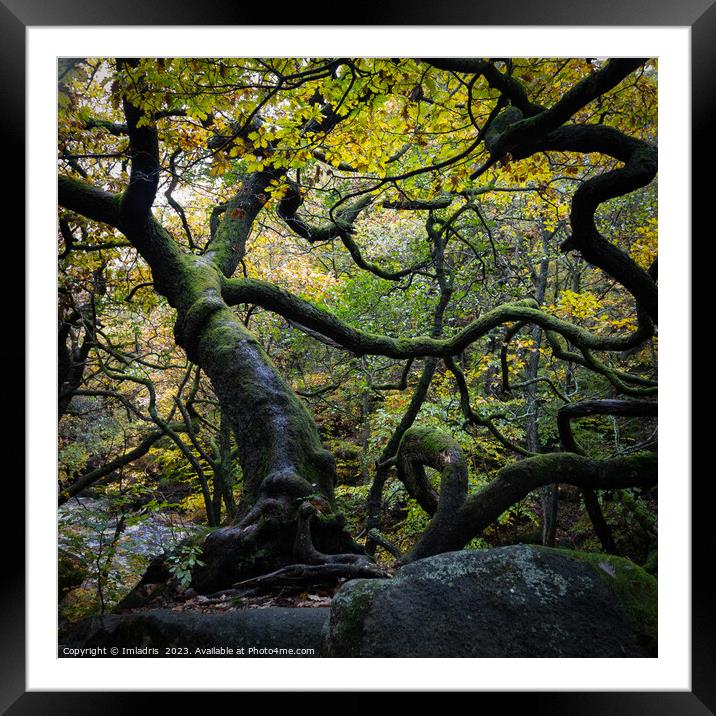 Twisted Oak Tree, Padley Gorge, England Framed Mounted Print by Imladris 