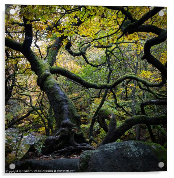 Twisted Oak Tree, Padley Gorge, England Acrylic by Imladris 