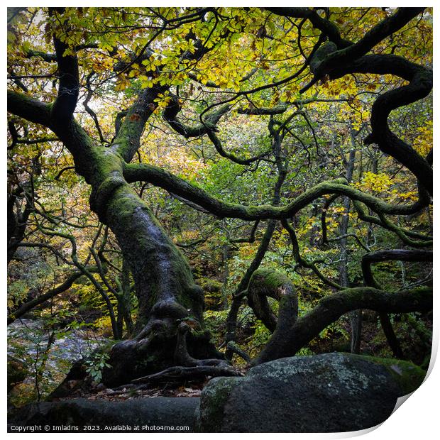 Twisted Oak Tree, Padley Gorge, England Print by Imladris 