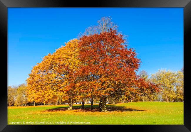 Roundhay Park Autumn Framed Print by Bryan Attewell