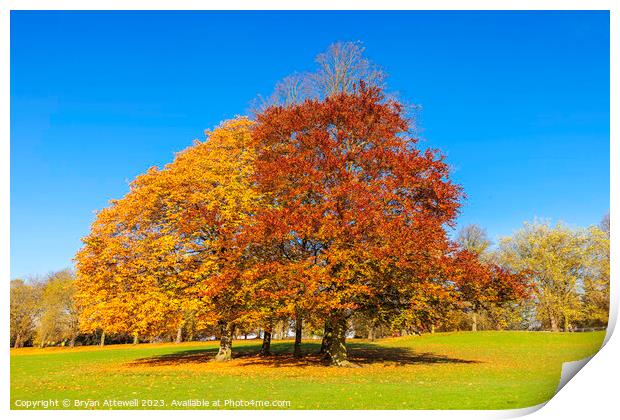 Roundhay Park Autumn Print by Bryan Attewell